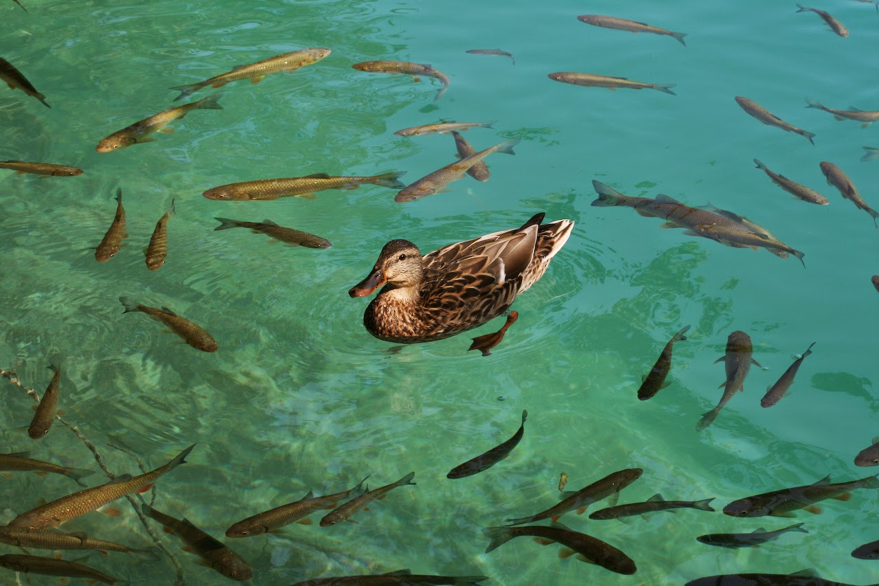 Duck_and_fishes_in_Plitvice_Lakes_National_Park