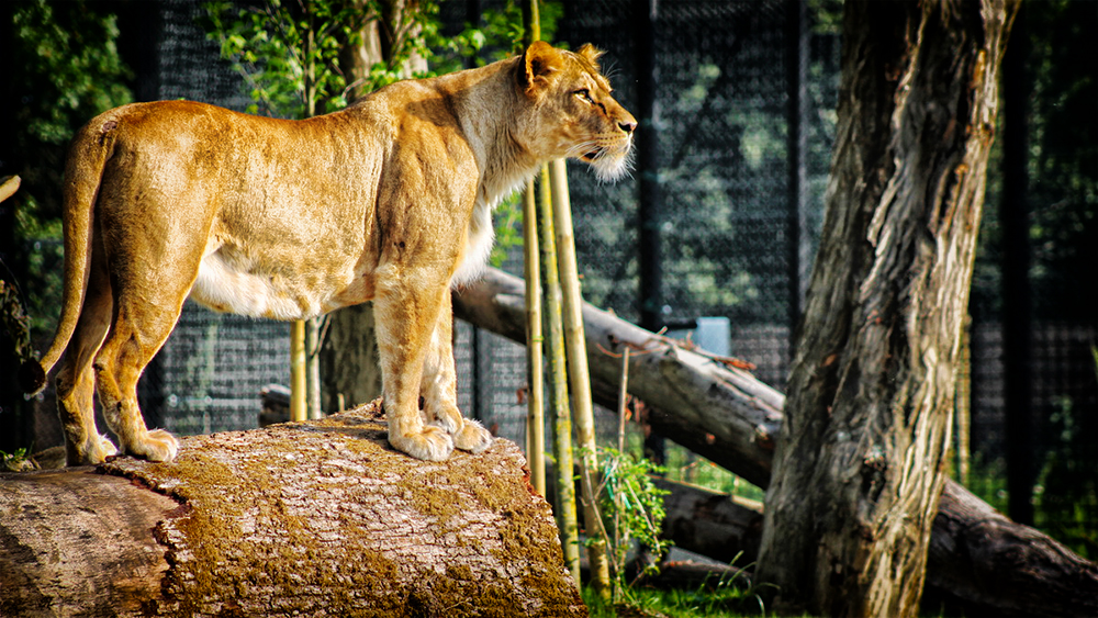 ZAGREB ZOO (12)