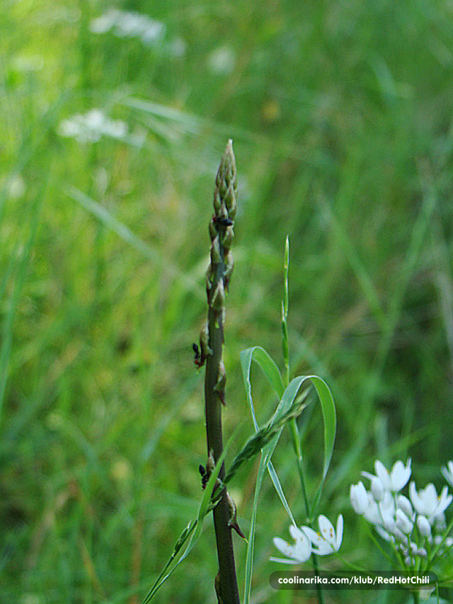Top 5 Mediterranean Plants