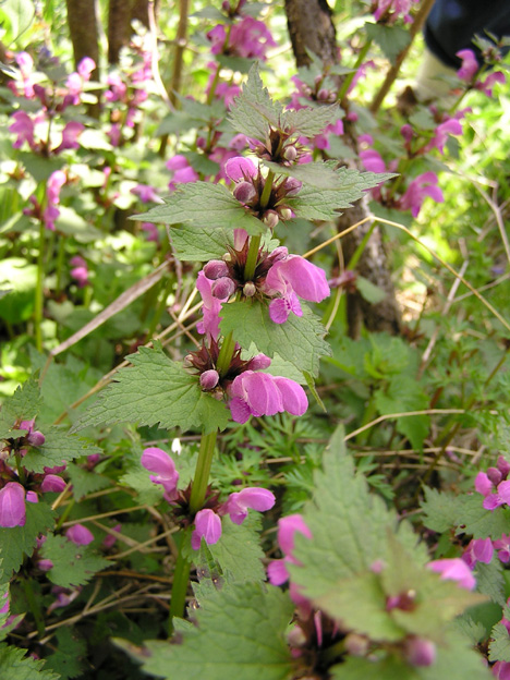 Top 5 Mediterranean Plants