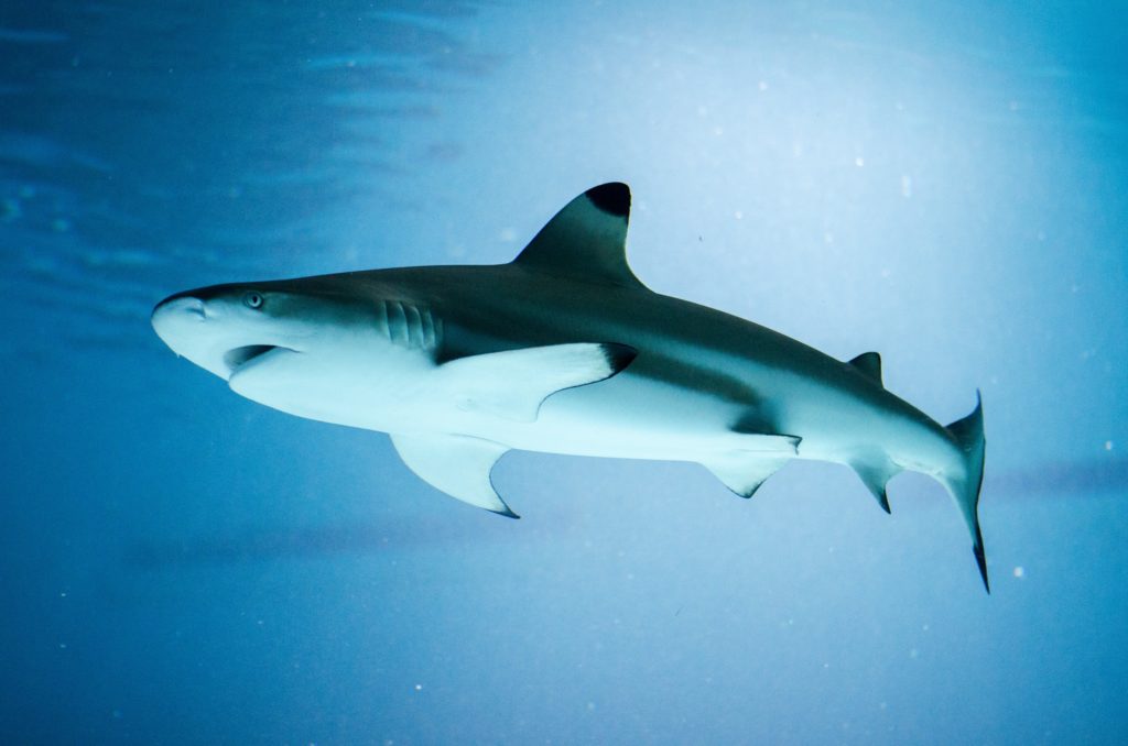 The Pula Aquarium