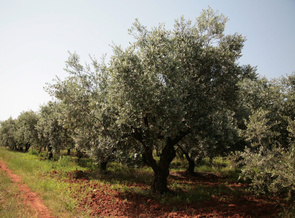 Istrian Extra Virgin Olive Oil Buršić