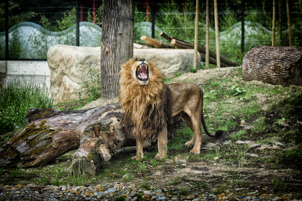 Zagreb ZOO
