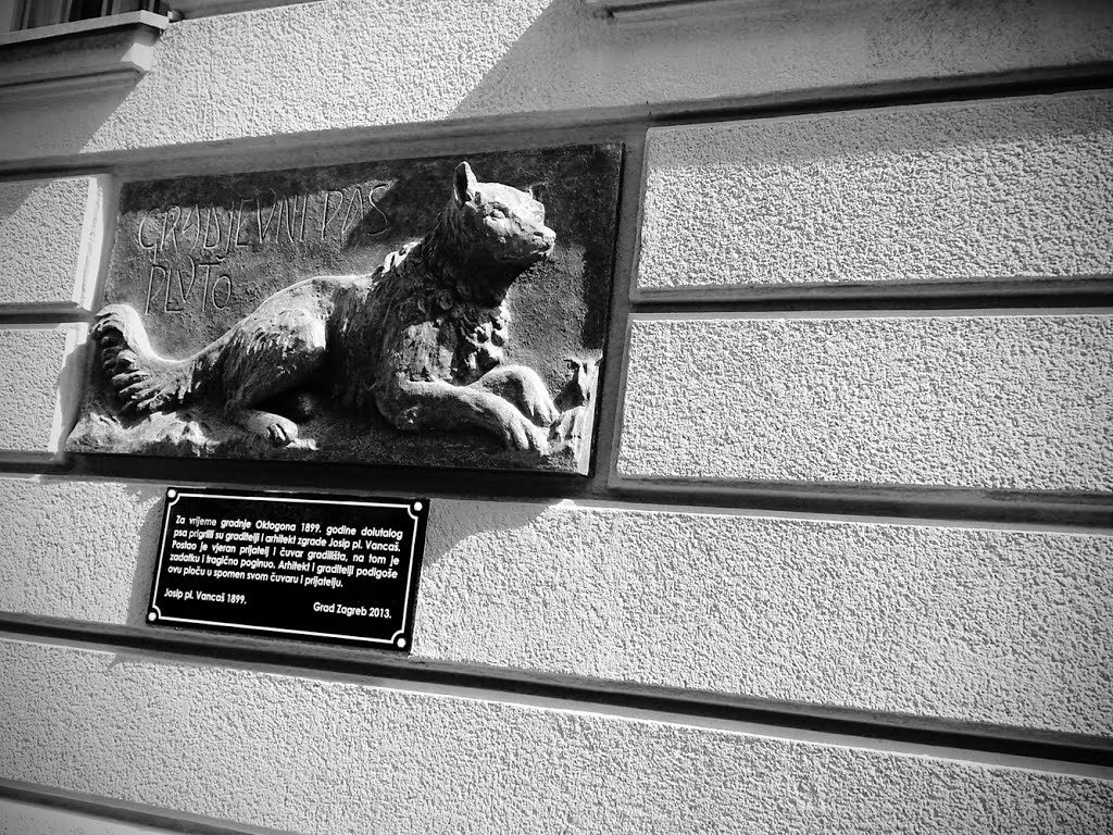 Pluto - the most famous dog in Zagreb