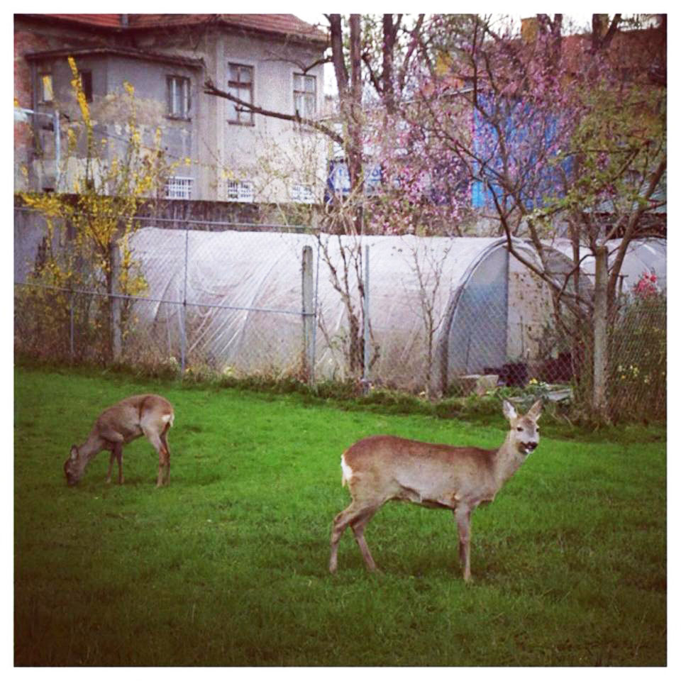 Roe deers 6 tram stations from Zagreb main square