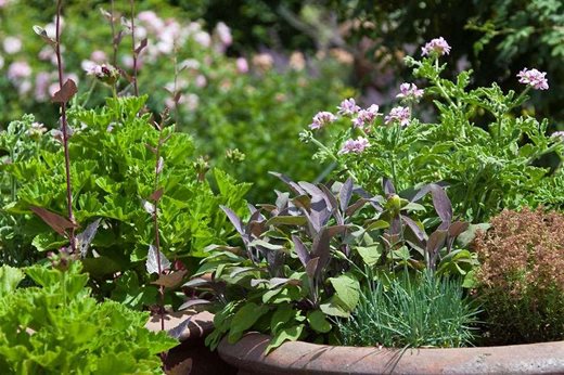 Top 5 Mediterranean Plants